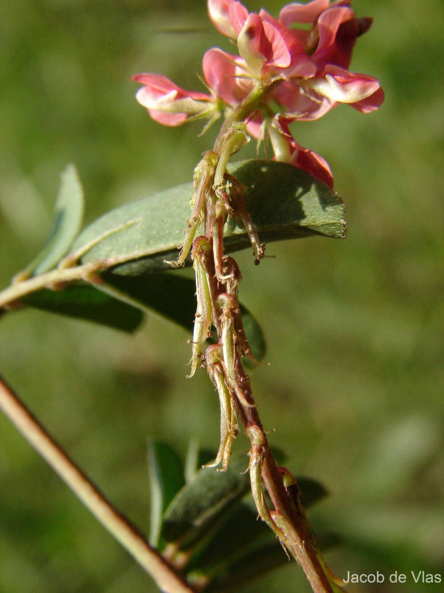 Indigofera spicata Forssk.